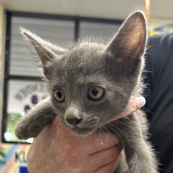 Sierra -  American Shorthair Cat for Adoption in Lufkin, Texas - Sierra | PetCurious