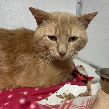 Corn Cob -  Domestic Short Hair Cat for Adoption in Binghamton, New York - Corn Cob | PetCurious