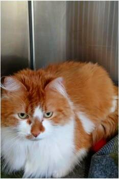 Maine Coon Cats Available for Adoption - Shirly | PetCurious
