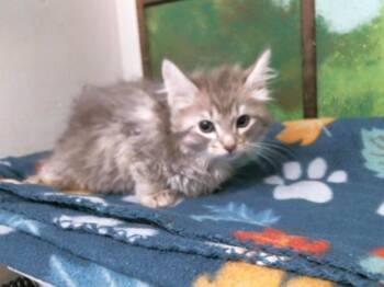 Domestic Short Hair Cats Available for Adoption in Houston, Texas - JAYLYNN | PetCurious