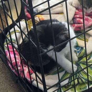 Sarabi -  Domestic Short Hair Cat for Adoption in Kingman, Arizona - Sarabi | PetCurious