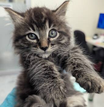 Rescue Domestic Long Hair Cats for Adoption in Troutdale, Oregon - Yokan (mcas) | PetCurious