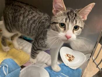HENRY -  Domestic Short Hair Cat for Adoption in Fort Wayne, Indiana - HENRY | PetCurious