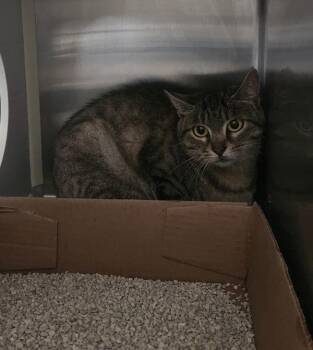 Uggs -  Domestic Short Hair Cat for Adoption in Santa Rosa, California - Uggs | PetCurious