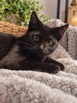 LYDIA -  Domestic Short Hair Cat for Adoption - LYDIA | PetCurious