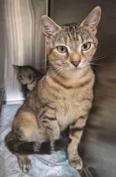 Honeybear -  Domestic Short Hair Cat for Adoption in Christiansburg, Virginia - Honeybear | PetCurious
