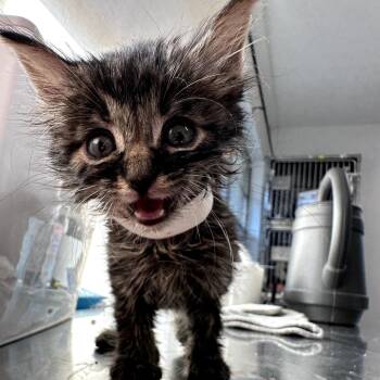 Winney -  Domestic Medium Hair Cat for Adoption in Leander, Texas - Winney | PetCurious
