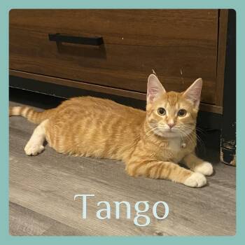 TANGO -  Tabby Cat for Adoption in Lawton, Oklahoma - TANGO | PetCurious