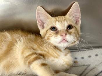 Michael -  Domestic Short Hair Cat for Adoption in Portland, Oregon - Michael | PetCurious