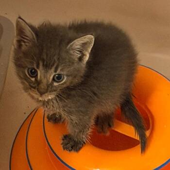 Hemlock -  American Shorthair Cat for Adoption in Mount Vernon, Arkansas - Hemlock | PetCurious