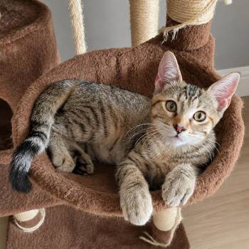 Leeloo -  Calico and Tabby Cat for Adoption in Garland, Texas - Leeloo | PetCurious