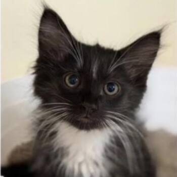 Weasly -  Domestic Long Hair Cat for Adoption in Larkfield-wikiup, California - Weasly | PetCurious