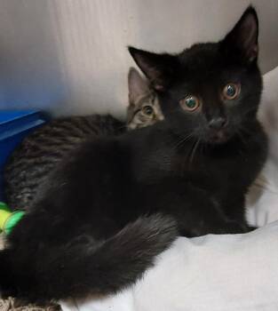 Aubrey -  Domestic Short Hair Cat for Adoption in Saint Clairsville, Ohio - Aubrey | PetCurious