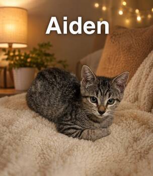 Aiden -  Domestic Short Hair Cat Available for Adoption in Zephyrhills, Florida - Aiden | PetCurious