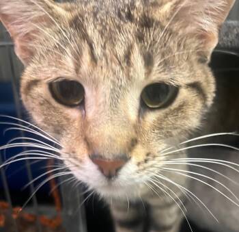 Domestic Short Hair Cats Available for Adoption in Saginaw, Michigan - Terra | PetCurious