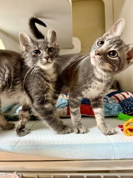 Axis and Orbit -  Domestic Short Hair Cat for Adoption in Jacksonville, Arkansas - Axis And Orbit | PetCurious