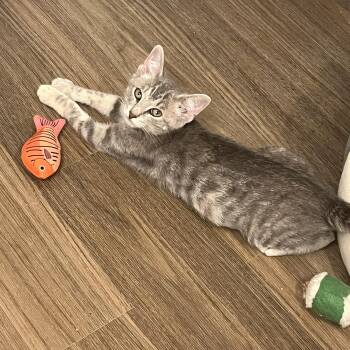Kelly -  Domestic Short Hair Cat for Adoption in Richmond, Virginia - Kelly | PetCurious