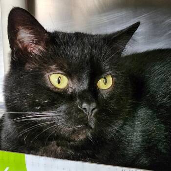 Domestic Short Hair Cats Available for Adoption - Stricker