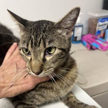 Peekaboo -  Domestic Short Hair Cat for Adoption in St. Louis, Missouri - Peekaboo | PetCurious