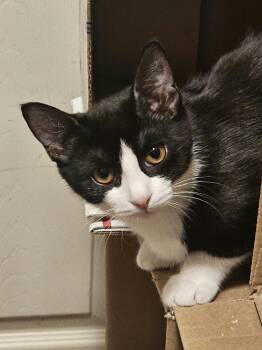 Lita -  Domestic Short Hair Cat for Adoption in Belchertown, Massachusetts - Lita | PetCurious