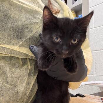 Wirt -  Domestic Short Hair Cat for Adoption in Murray, Utah - Wirt | PetCurious