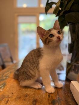 Domestic Short Hair Cats Available for Adoption in Oceanside, California - Beanie | PetCurious
