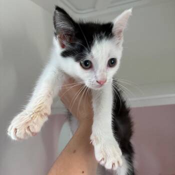 Ice Cream -  Domestic Short Hair Cat for Adoption in Greensboro, North Carolina - Ice Cream | PetCurious