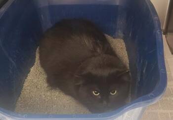 Winnie -  Domestic Medium Hair and Domestic Short Hair Cat for Adoption in Minneapolis, Minnesota - Winnie | PetCurious