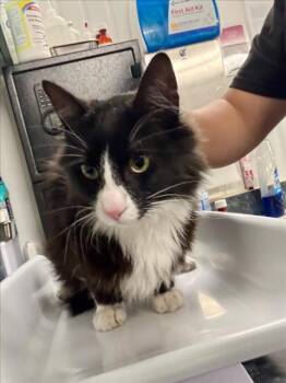 Domestic Medium Hair Cats Available for Adoption in Woodland, California - MR. FLUFFS | PetCurious