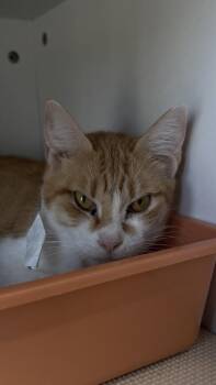26-536 -  Domestic Short Hair Cat for Adoption in Barnesville, Georgia - 26-536 | PetCurious