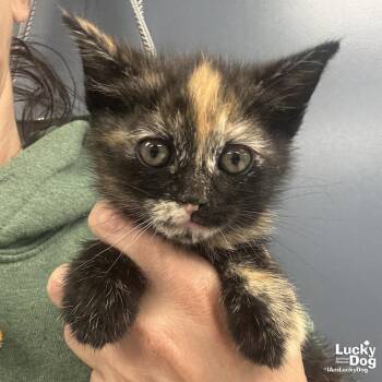 Domestic Short Hair Cats Available for Adoption in Washington, District Of Columbia - Cloudy | PetCurious