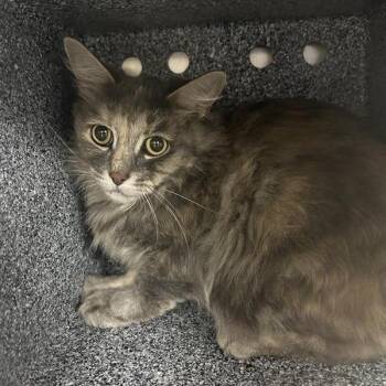 Blue Java -  Domestic Long Hair Cat for Adoption in Salt Lake City, Utah - Blue Java | PetCurious