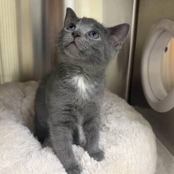 Phoebe -  Domestic Short Hair Cat for Adoption in Bolton, Ontario - Phoebe | PetCurious