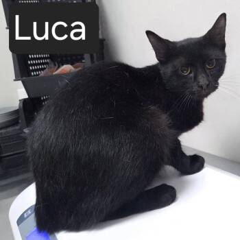 Luca -  Domestic Short Hair Cat for Adoption in Snow Hill, North Carolina - Luca | PetCurious