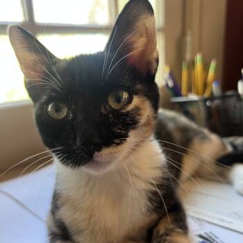 Rescue Domestic Short Hair Cats for Adoption in Los Angeles, California - Galleta | PetCurious