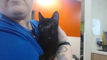 Domestic Short Hair Cats Available for Adoption - JALEN HURTS | PetCurious