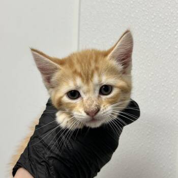 Celeste -  Domestic Short Hair Cat for Adoption in Abilene, Texas - Celeste | PetCurious