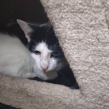 Rescue American Shorthair Cats for Adoption in Mineola, Texas - Dandy | PetCurious