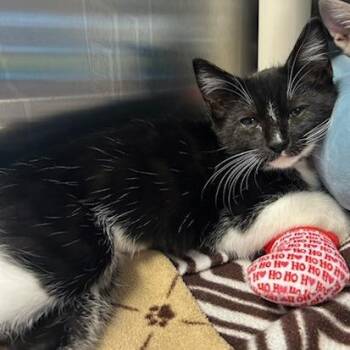 Nova -  Domestic Short Hair Cat for Adoption in Knoxville, Tennessee - Nova | PetCurious