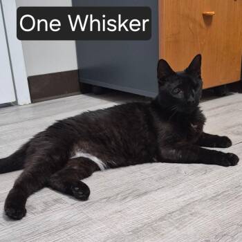 One Whisker -  Domestic Short Hair Cat for Adoption in Snow Hill, North Carolina - One Whisker | PetCurious