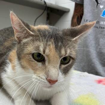 Domestic Short Hair Cats Available for Adoption - Kynareth | PetCurious