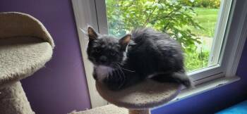 Moppsie -  Domestic Long Hair Cat for Adoption in Wheaton, Illinois - Moppsie | PetCurious