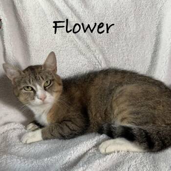 Flower -  Domestic Short Hair Cat for Adoption in Maple Shade, New Jersey - Flower | PetCurious