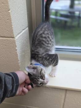 Cheesy Jalapeno Burger -  Domestic Short Hair Cat for Adoption in Westland, Michigan - Cheesy Jalapeno Burger | PetCurious