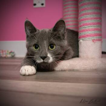 Rescue Domestic Short Hair Cats for Adoption in Calgary, Alberta - Fossil | PetCurious