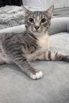 Domestic Short Hair Cats Available for Adoption - Shasta | PetCurious