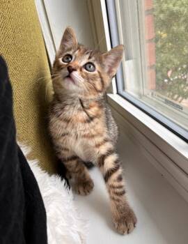 Pippin -  Domestic Short Hair Cat for Adoption in Arthur, Ontario - Pippin | PetCurious