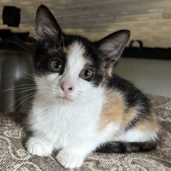 Nevada -  Calico Cat for Adoption in Bentonville, Arkansas - Nevada | PetCurious
