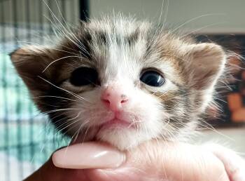 Waylon -  Domestic Short Hair Cat for Adoption in Bulverde, Texas - Waylon | PetCurious