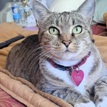 Tabi -  Domestic Short Hair Cat for Adoption in New York, New York - Tabi | PetCurious